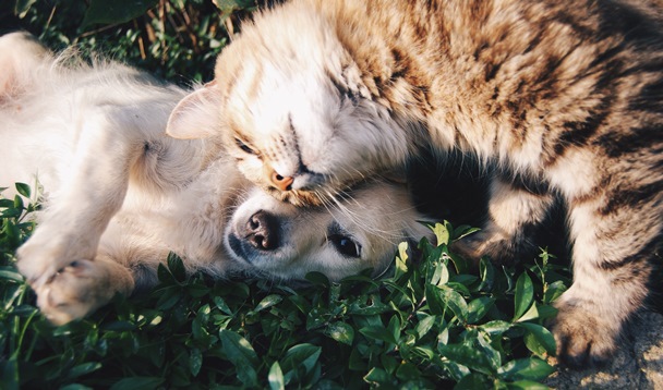 dog-and-cat-cuddling
