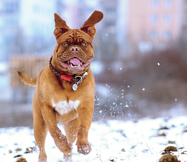 dog-running-through-snow