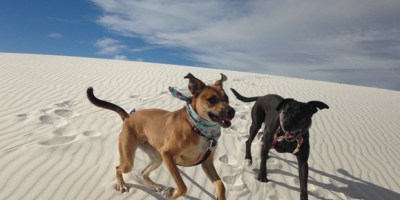white-sands-dogs