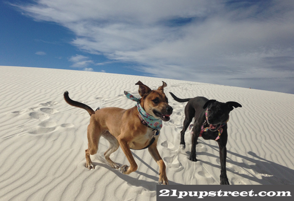 white-sands-dogs