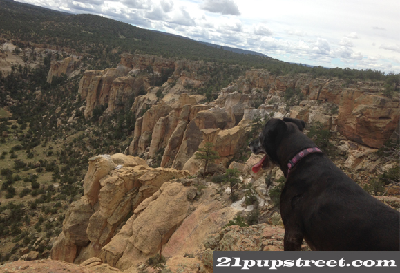 cebolla-wilderness-dog