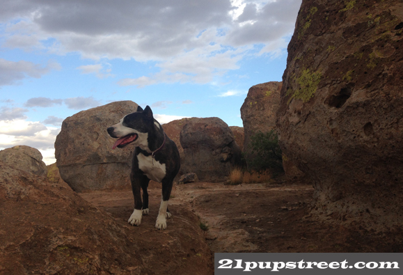 city-of-rocks-dog