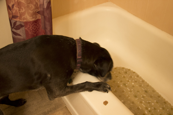 dog-getting-into-tub