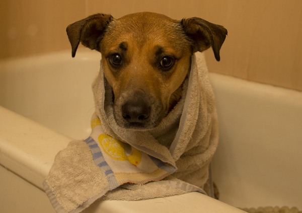 doggie-in-towel