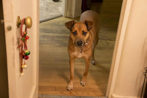 doggie-spa-dog-watching