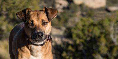 rosie-dog-sandias-albuquerque