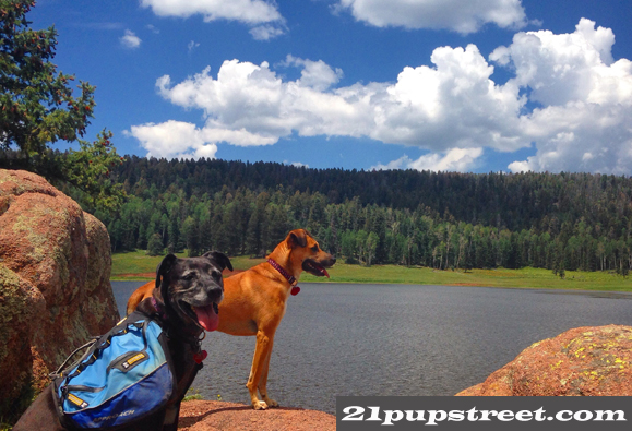 dogs-san-pedro-parks