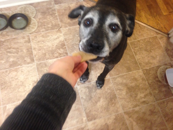 black-dog-eating-cookie-2