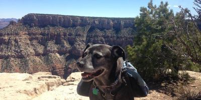 black-dog-grand-canyon-south-rim