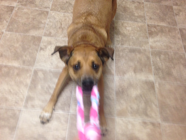 dog-playing-pull-toy