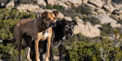 dogs-in-mountains