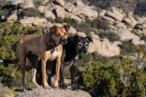 dogs-in-mountains