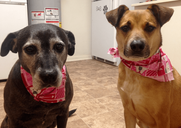 dogs-valentines-day-bandannas