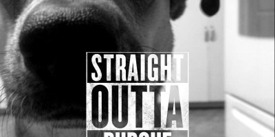 straight-outta-burque-dog