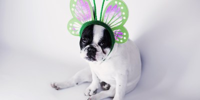 white-and-black-short-coat-small-dog-wearing-a-green-butterfly-head-band