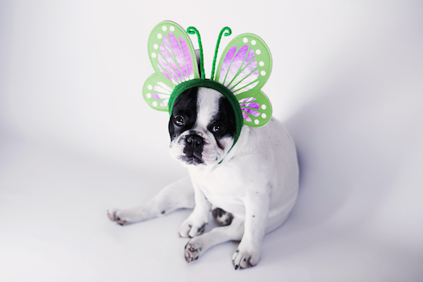 white-and-black-short-coat-small-dog-wearing-a-green-butterfly-head-band