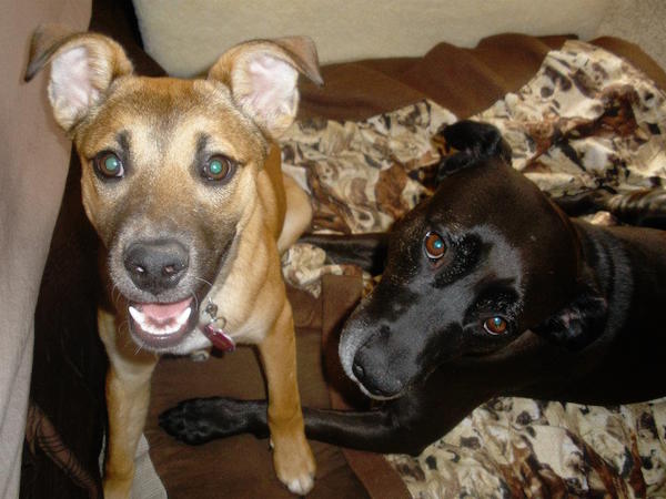 two-dogs-black-yellow