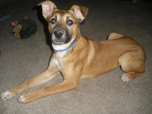 german-shepherd-puppy-mix