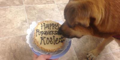 dog-cake