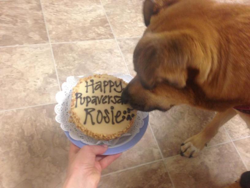 dog-cake