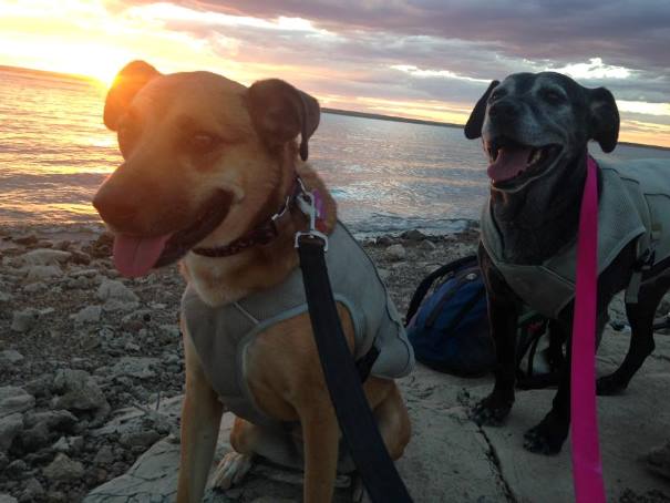 Dogs in Swamp Coolers