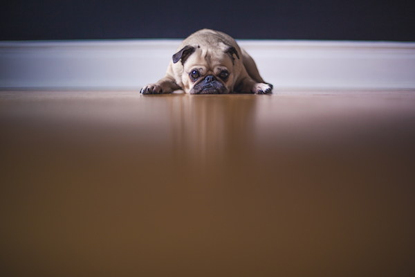 pug-dog-pouting