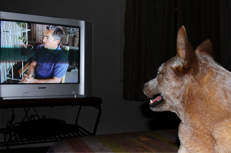 cattle-dog-watching-television