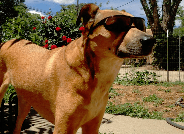 dog-sunglasse