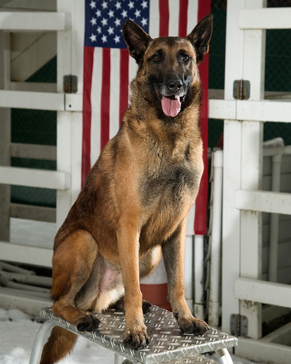 German-shepherd-dog-American-flag