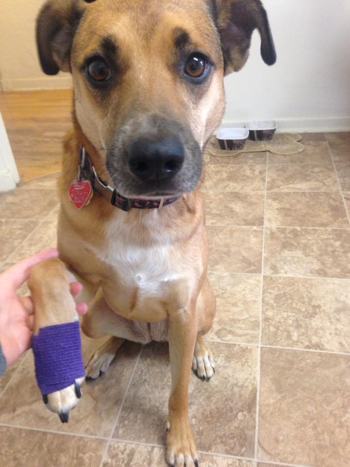 Dog-bandage-on-foot