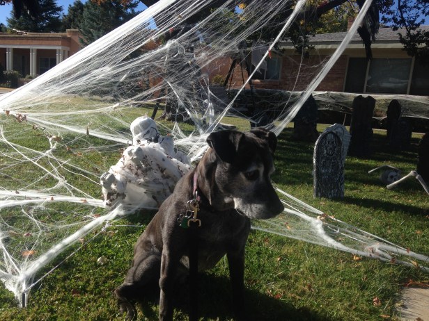 dog-halloween-decorations