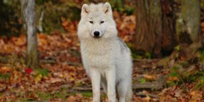 white-dog-autumn-leaves