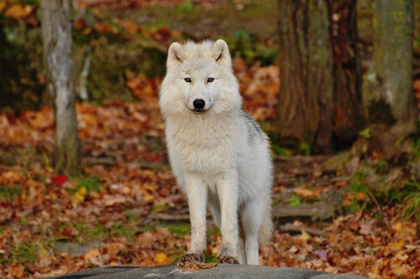 white-dog-autumn-leaves