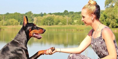 doberman-hand-shake-dog