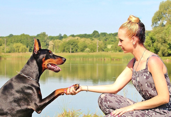 doberman-hand-shake-dog