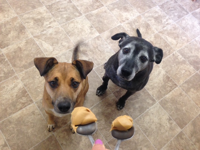 dogs-peanut-butter
