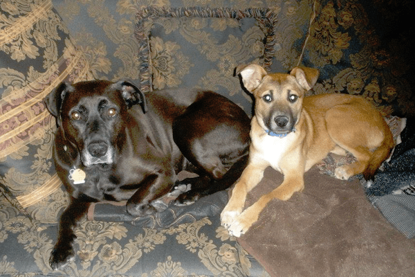 rosie-and-daisy-sitting-on-couch