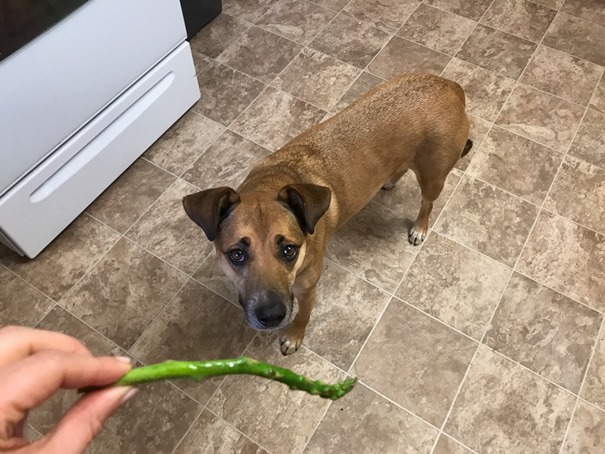 dog-begging-asparagus