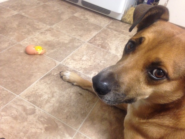 dog-sitting-egg