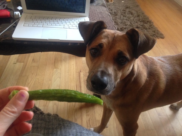 dog-begging-okra