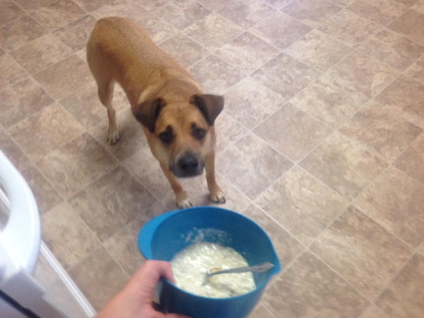 dog-begging-pancake-batter