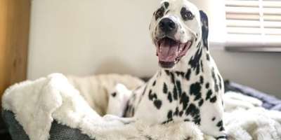 dalmatian-sitting-dog-bed