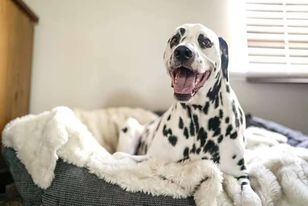 dalmatian-sitting-dog-bed